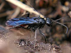 Spider Wasp